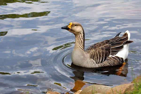 duck